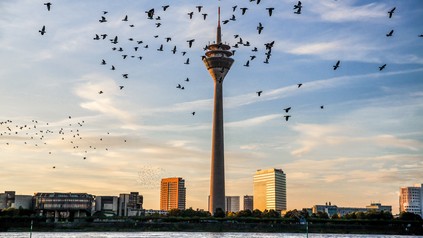 Rheinturm in Düsseldorf am Tag mit Vögeln.