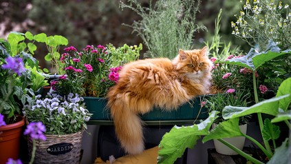 Rote, flauschige Katze auf grünen Balkon mit vielen Pflanzen in blau, pink und lila