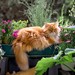 Rote, flauschige Katze auf grünen Balkon mit vielen Pflanzen in blau, pink und lila